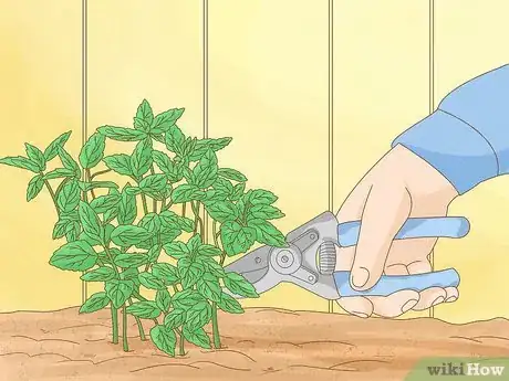 Image intitulée Grow Mint Step 1