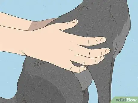 Image intitulée Know Your Cat's Age Step 5