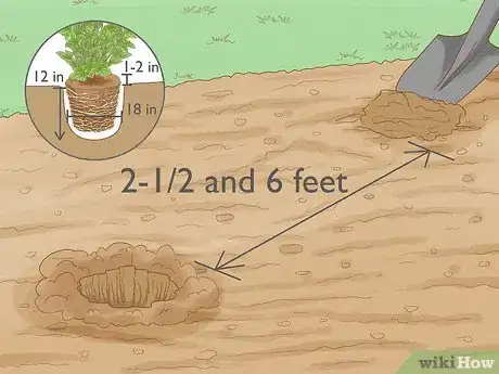 Image intitulée Grow Blueberries Step 10