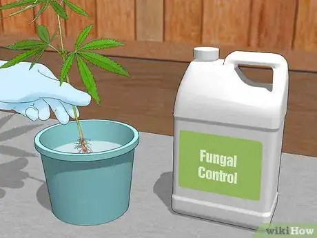 Image intitulée Plant Clones Step 2