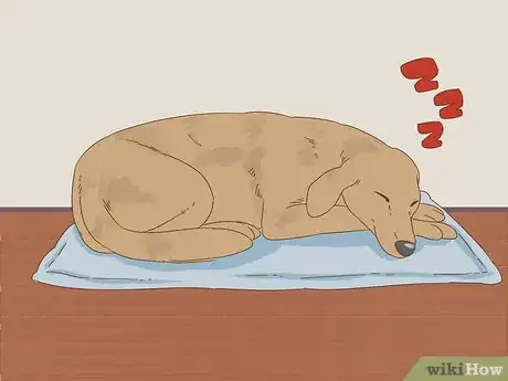 Image intitulée Detect Diabetes in Dogs Step 5