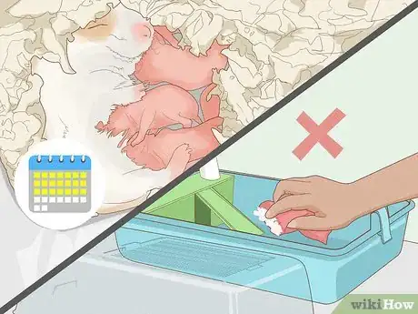 Image intitulée Breed Hamsters Step 11