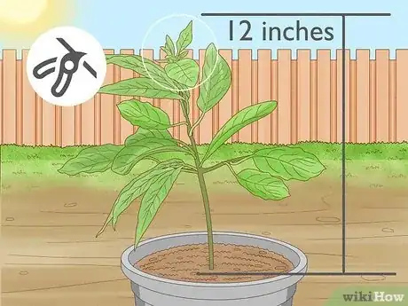Image intitulée Prune an Avocado Tree in a Pot Step 3