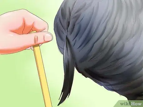 Image intitulée Sex Turkeys Step 10