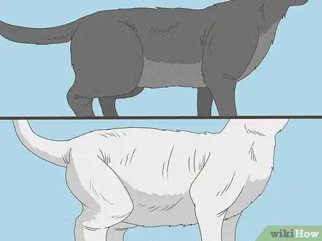 Image intitulée Know Your Cat's Age Step 6