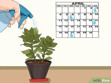 Image intitulée Grow Kalanchoe Step 10