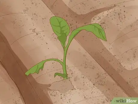 Image intitulée Grow Tobacco Step 8