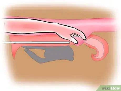 Image intitulée Artificially Inseminate Cows and Heifers Step 22