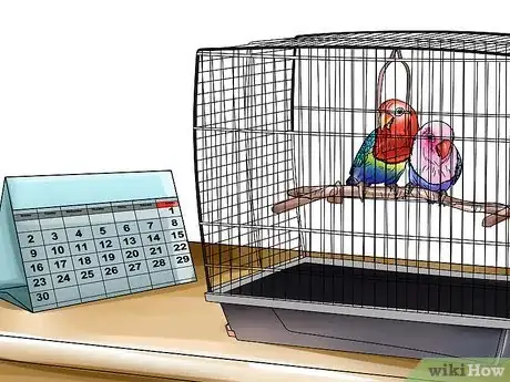 Image intitulée Care for a Lovebird Step 8