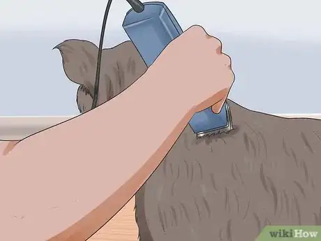 Image intitulée Groom a Miniature Schnauzer Step 4
