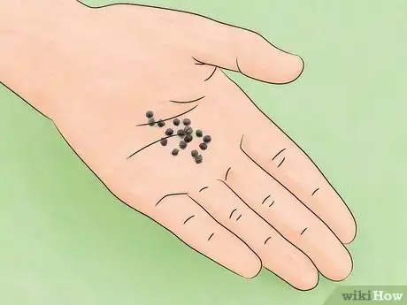 Image intitulée Grow a Sensitive Plant Step 1