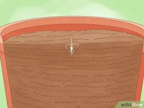 Image intitulée Plant a Lemon Seed Step 7