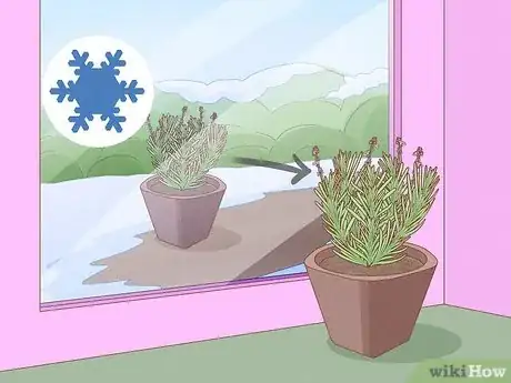 Image intitulée Plant Lavender in Pots Step 12