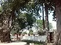 Banyan tree (Shiv Bjrag Dham, Kishunpur )