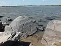 Small horse