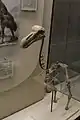 Raphus exhibit