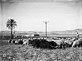 Ramat David 1936