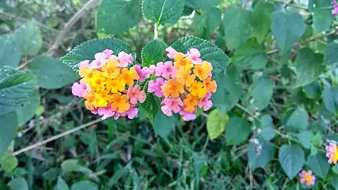 Pink and yellow specimen in a shrubland