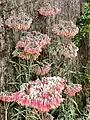 Kalanchoe delagoensis × Kalanchoe daigremontiana