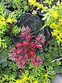 Echeveria ‘Black Prince’ . 2018 Taichung World Flora Exposition, Taiwan.