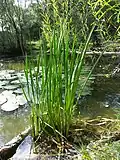 "Acorus calamus and habitat"