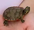 Hatchling