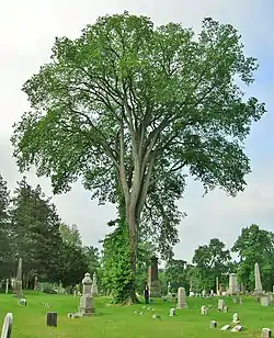American elm, Spring Grove Cemetery, Hartford, Connecticut (2012). Girth 15 ft at 4.5 ft above ground; height 83 ft; spread 75 ft.