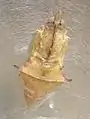 Pupa near to hatching
