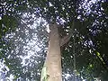 Archidendron bulbalinum - Bukit Nanas forest reserve Kuala Lumpur