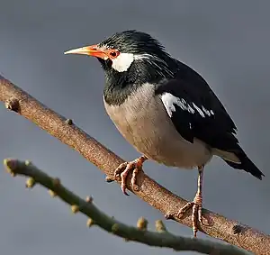 Image 29The Asian pied starling (Sturnus contra) is one of the 12 bird species of family Sturnidae resident in Bangladesh. Locally known as myna or shalik, these birds build their nests in holes or cavities in trees or buildings, or large globular structures of straw, twigs, etc. in trees.Photo Credit: J.M.Garg