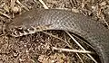 Austrelaps labialis head