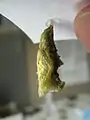 Lateral view of pupa