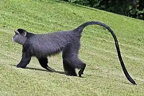 C. m. stuhlmanniKakamega Forest, Kenya