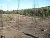 Burnt trees