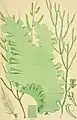 British sea-weeds: an introduction to the study of the marine Algae of Great Britain Artist rendition - Desmarestia aculeata figure 1a