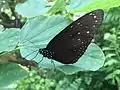 Euploea mulciber (male)
