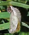 Pupa, lateral view