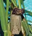 Pupa, ventral view