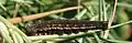 Fifth instar, dark morph
