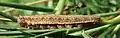 Fifth instar, pale morph