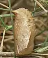 Pupa, lateral view
