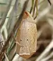Pupa, ventral view