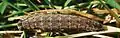 Sixth instar, dorsal view