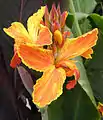 Canna 'Anette Dalebö', Dalebö 2006