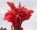 Canna 'Roi Humbert'