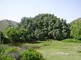 Centuries-old banyan tree inside Pharwala Fort