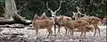 Chital Spotted Deer male (with long horn) and females (without horn)