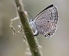 Female laying eggs