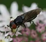 Chrysogaster