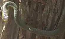 Image 40Common Tree Snake (from Australian snake habitats)